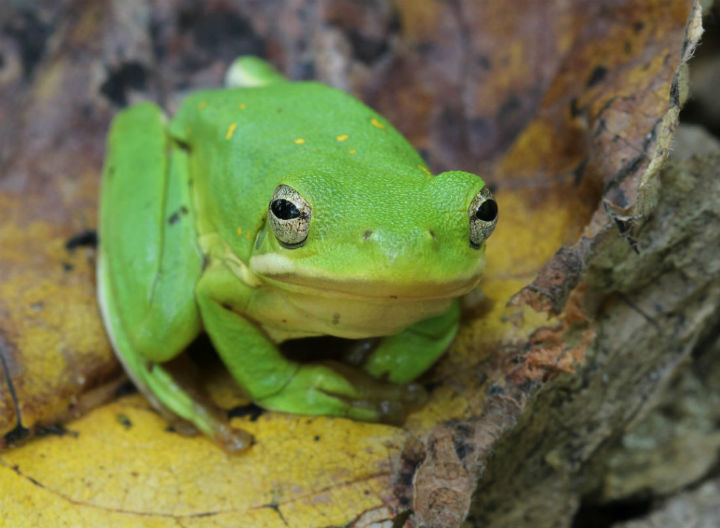 Green Treefrog